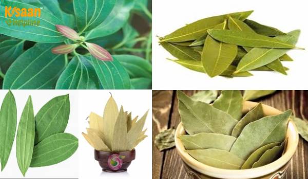 Bay Leaf (तेज पत्ता)